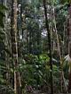 2001 08-04 - Sirena - Rainy rainforest -  [014].jpg